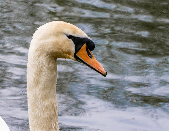 Mute swan