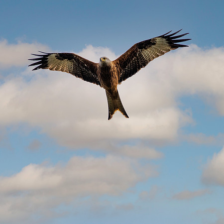 Red kite, flying