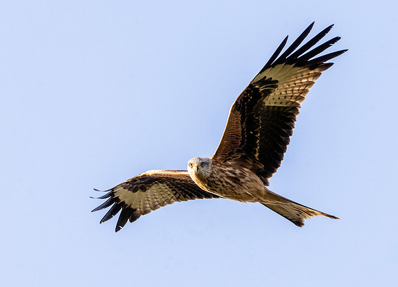 Red kite, flying