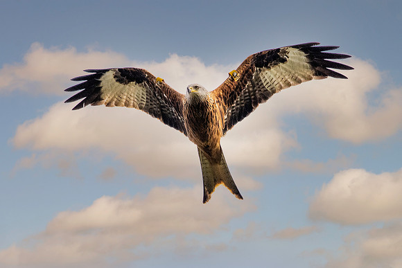 Red kite, flying