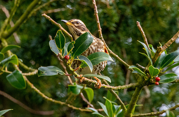 Redwing