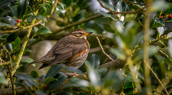 Redwing