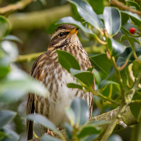Redwing