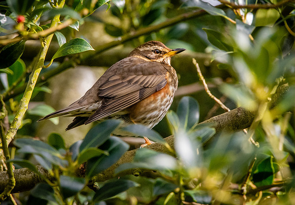 Redwing