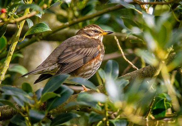 Redwing