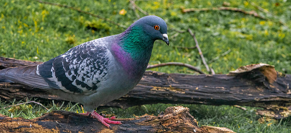 Feral pigeon