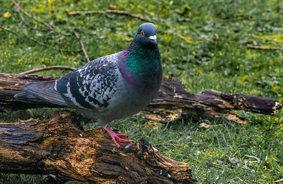 Feral pigeon