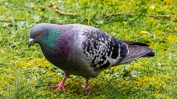 Feral pigeon