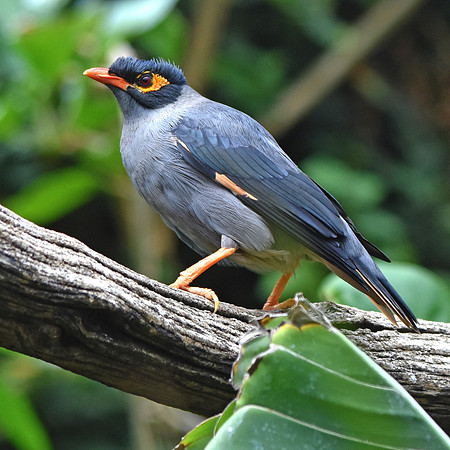 Bank Mynah