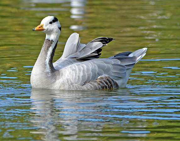 Bar headed goose