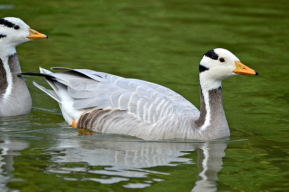 Bar headed goose