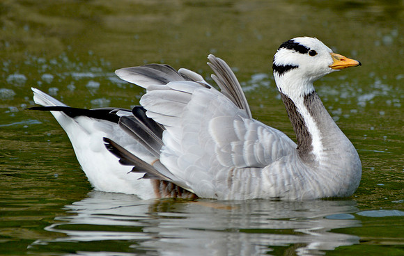 Bar headed goose