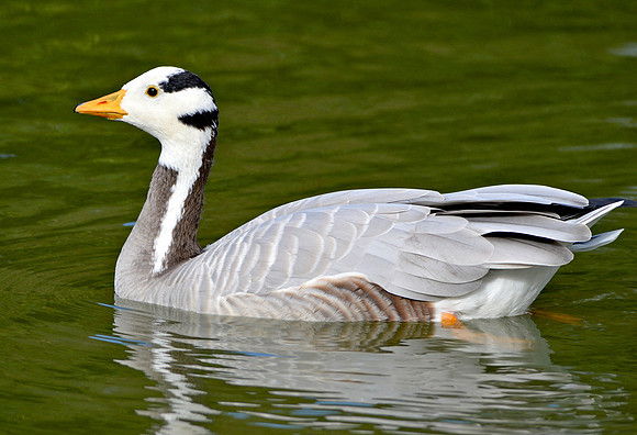 Bar headed goose