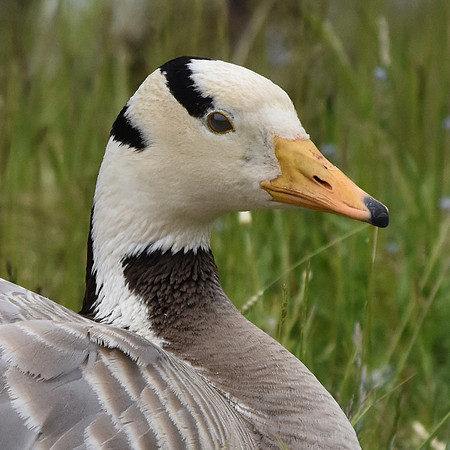Bar headed goose