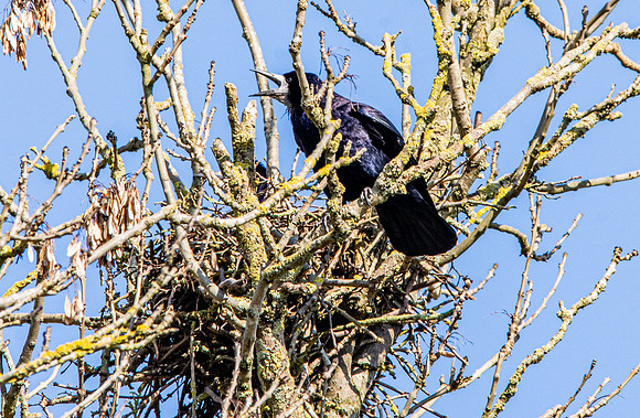 Rook