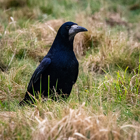 Rook