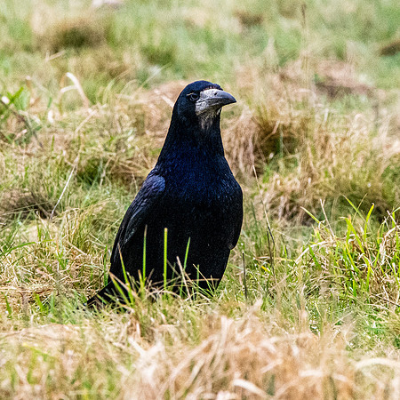 Rook