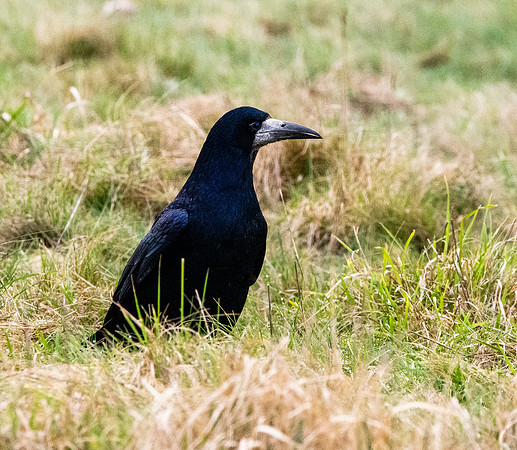 Rook