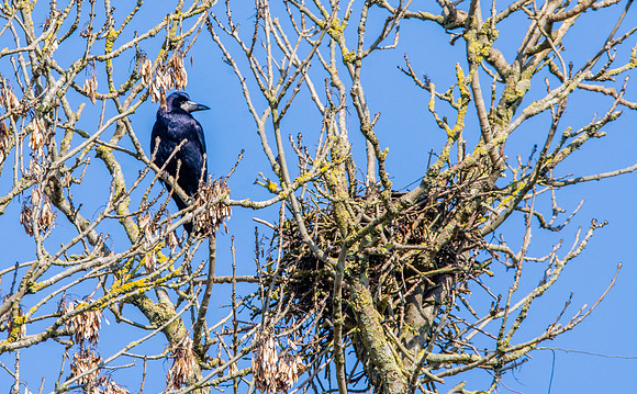 Rook