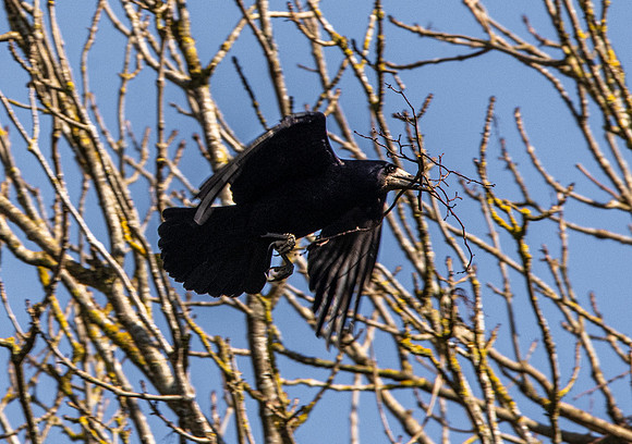 Rook