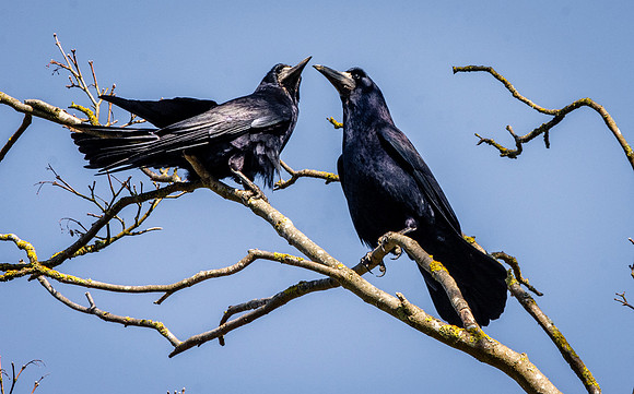 Rook