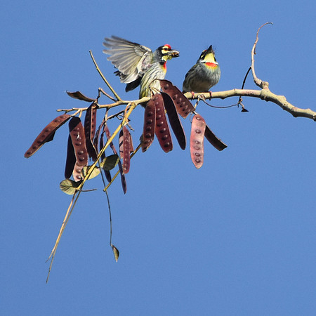 Coppersmith barbet