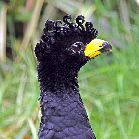 Bare faced curassow