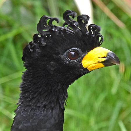 Bare faced curassow