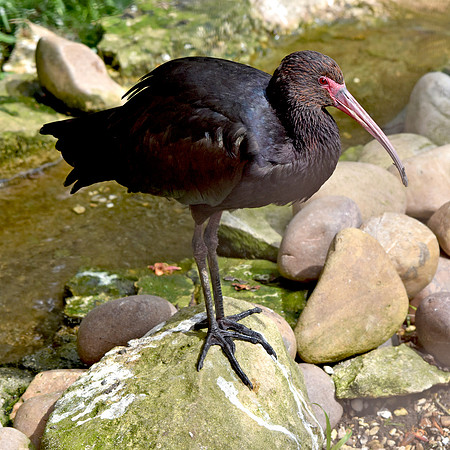 Bare faced ibis