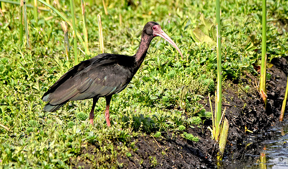 Bare faced ibis