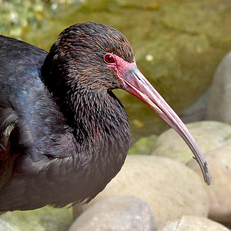 Bare faced ibis