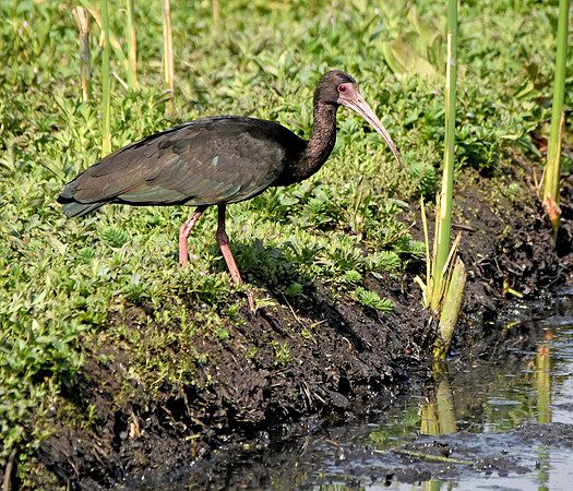 Bare faced ibis