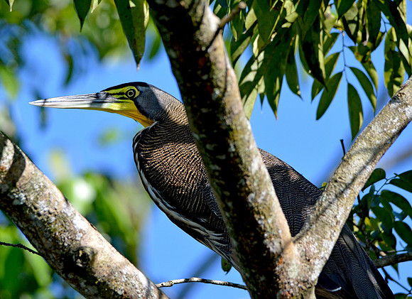Bare throated tiger heron