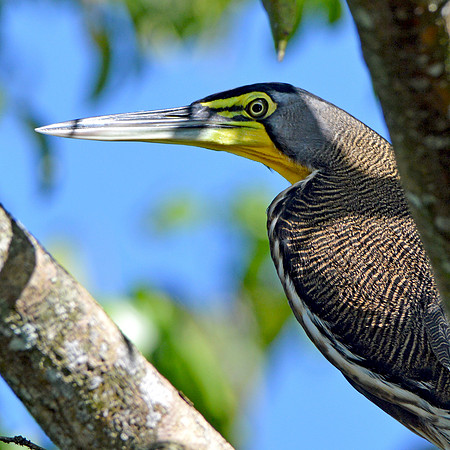 Bare throated tiger heron