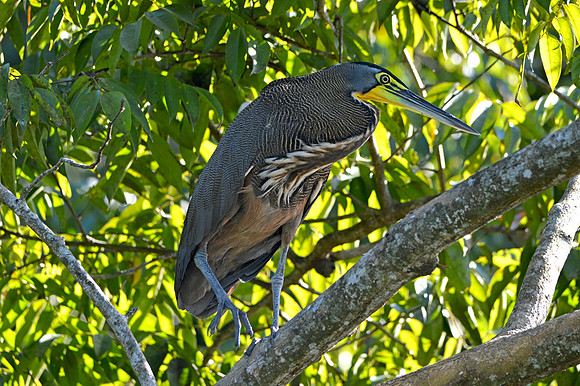 Bare throated tiger heron
