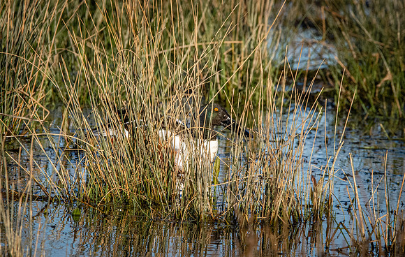 Northern Shoveler