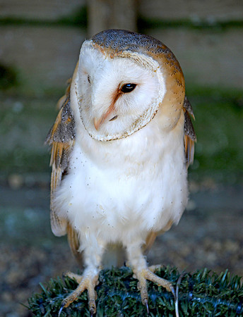 Barn Owl