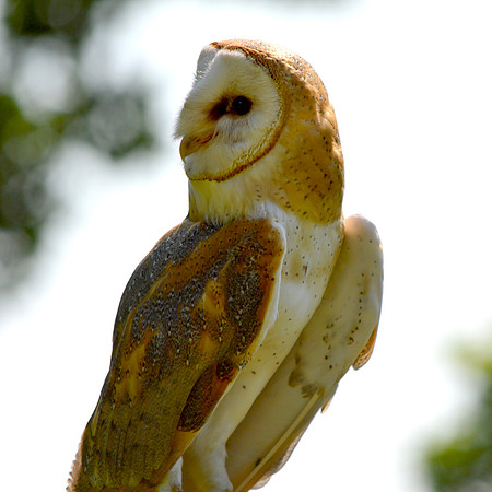 Barn Owl