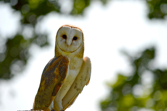 Barn Owl