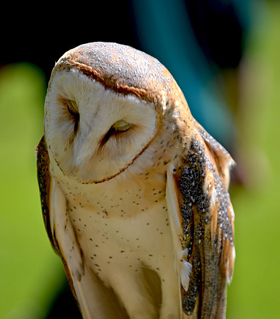 Barn Owl
