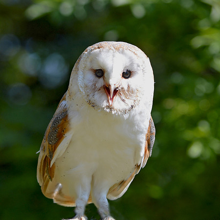 Barn Owl