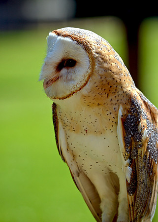 Barn Owl