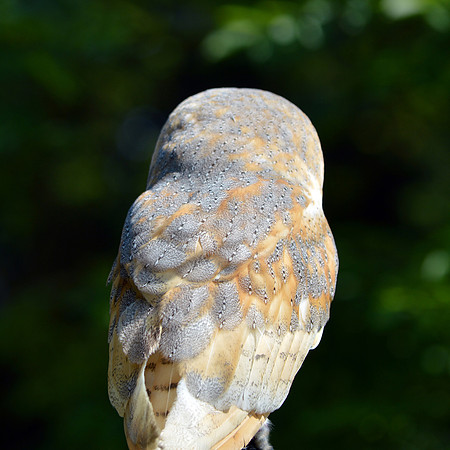 Barn Owl