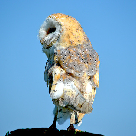 Barn Owl