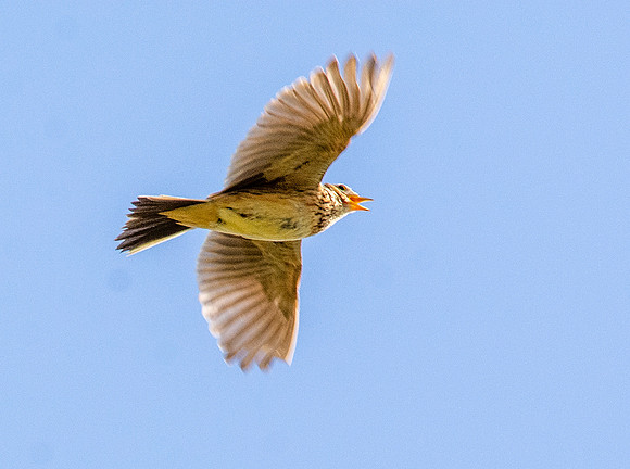 Skylark