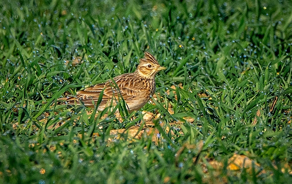 Skylark