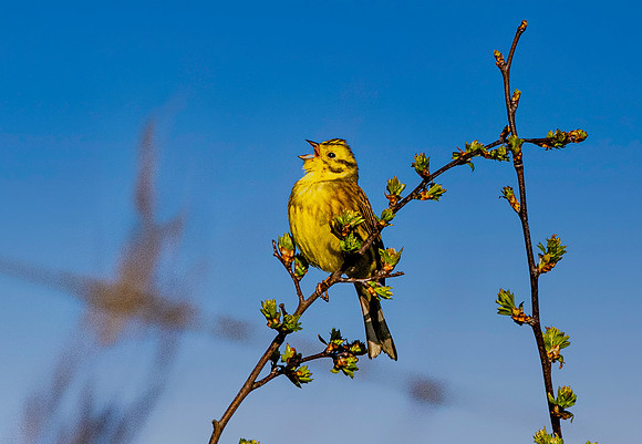 Yellowhammer