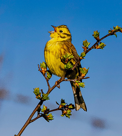 Yellowhammer