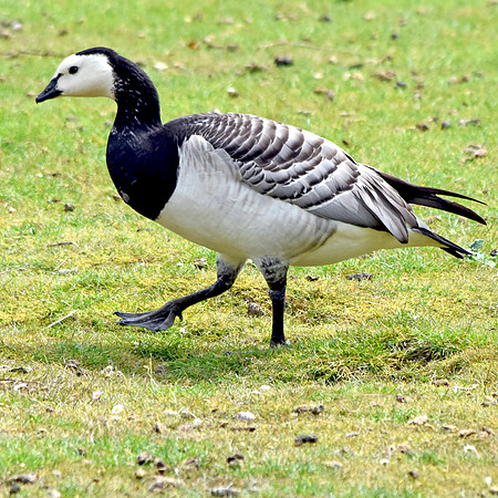 Barnacle goose