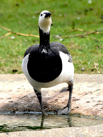 Barnacle goose